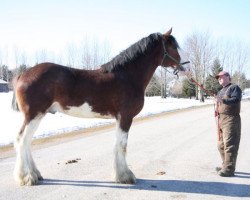 Deckhengst Alamar H.C. Waldo (Clydesdale, 2007, von Highfield Collessie)