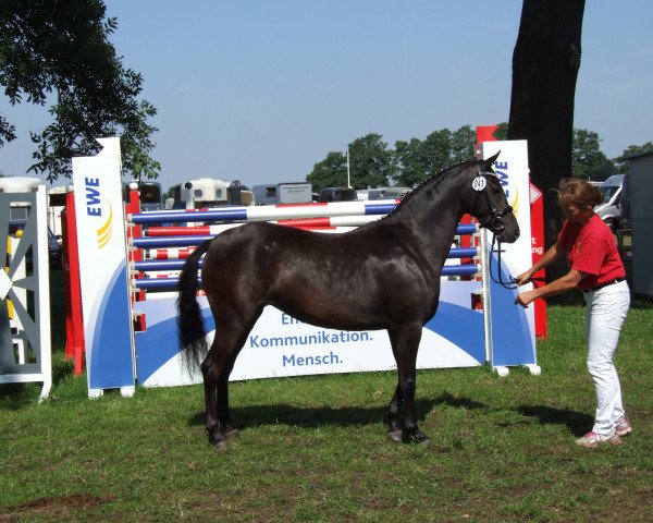 dressage horse Mookka (German Riding Pony, 2011, from Popcorn WE)