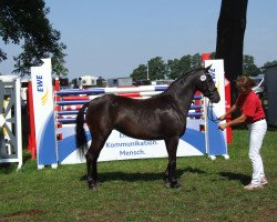 Dressurpferd Mookka (Deutsches Reitpony, 2011, von Popcorn WE)