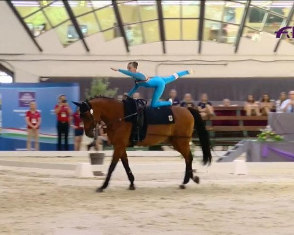 horse Dantez (Czech Warmblood, 2006, from Ahorn Bavaria)