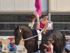 horse Appendix VH (KWPN (Royal Dutch Sporthorse), 2005, from Obelisk)