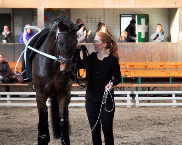 dressage horse Don Dempsey (Oldenburg, 2007, from Don Romantic)