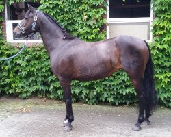 dressage horse Mimke (German Riding Pony, 2010, from Popcorn WE)