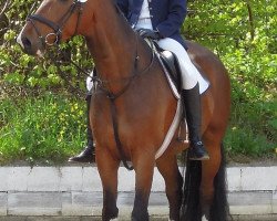 dressage horse Ahron 4 (Holsteiner, 2007, from Aljano)