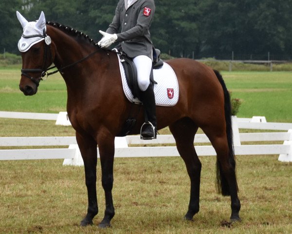 horse Eddi (Hanoverian, 2006)