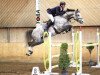 Springpferd Cassiano Von Gurbrue CH (Schweizer Warmblut, 2012, von Corassini von Gurbrü)