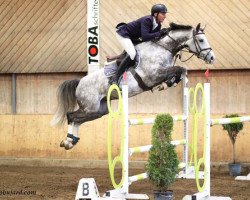 jumper Cassiano Von Gurbrue CH (Swiss Warmblood, 2012, from Corassini von Gurbrü)