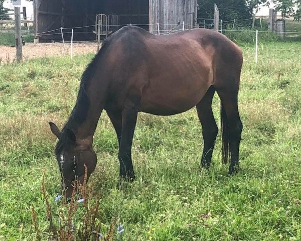 broodmare Esmeralda (Württemberger, 2002, from Epikur)