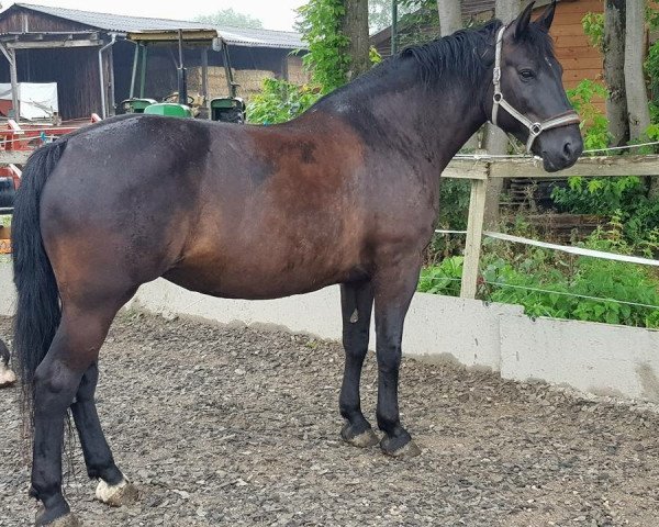 horse Bella (Heavy Warmblood, 2008, from Elixier)