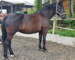 Pferd Bella (Schweres Warmblut, 2008, von Elixier)