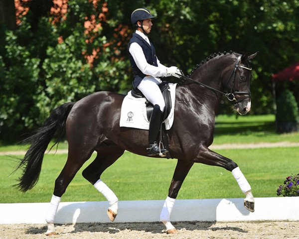 dressage horse Baco Noir Vmt (Oldenburg, 2013, from Bretton Woods)