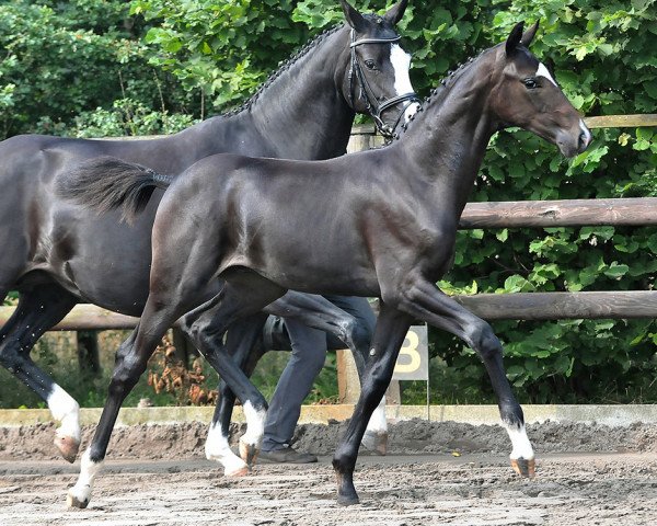 dressage horse Sanfort (Hanoverian, 2012, from Sir Donnerhall I)
