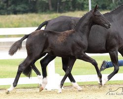 horse Donna (Oldenburger, 2017, from Sezuan)