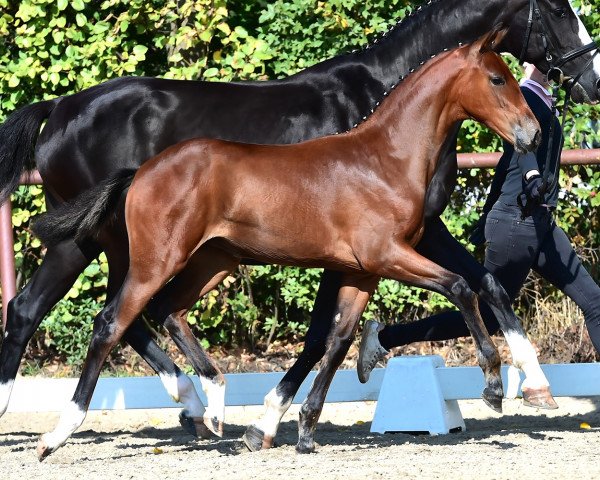dressage horse Damengold (Oldenburg, 2018, from Vitalis)