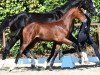 dressage horse Damengold (Oldenburg, 2018, from Vitalis)