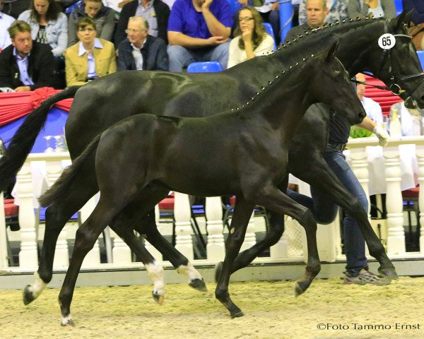 Dressurpferd Dante's Dynamic (Deutsches Sportpferd, 2016, von Dante Weltino Old)