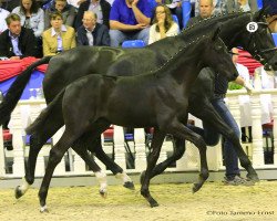 dressage horse Dante's Dynamic (Deutsches Sportpferd, 2016, from Dante Weltino Old)