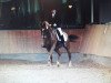 dressage horse Wilando (Rhinelander, 1994, from Worldchamp)