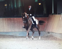 dressage horse Wilando (Rhinelander, 1994, from Worldchamp)