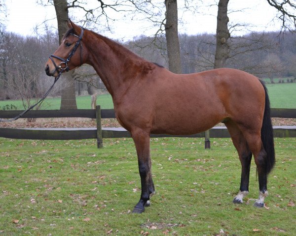 dressage horse Dako Valentino (Hanoverian, 2015, from Damsey FRH)