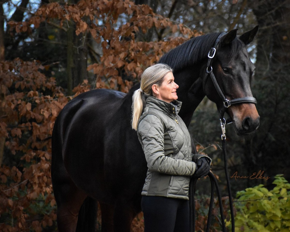 broodmare Fine Sugar (Westphalian, 2013, from For Romance I)