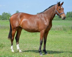 Pferd Charlotte (Ungarisches Warmblut, 2015, von Cristo)