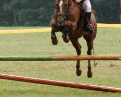 Pferd 29 Sudár (Ungarisches Warmblut, 2001, von Darda)