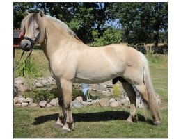 stallion Faust Frølunde (Fjord Horse, 2012, from Laust Halsnæs)