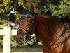 dressage horse Feinsliebchen 15 (Trakehner, 2011, from Oliver Twist)