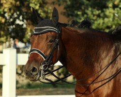 dressage horse Feinsliebchen 15 (Trakehner, 2011, from Oliver Twist)