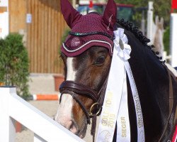 jumper Cape Carlo Sa CH (Swiss Warmblood, 2004, from Capecanaveral)