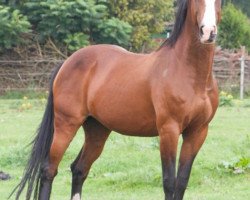 broodmare Charming Girl B (Oldenburg, 2004, from Chico's Boy)