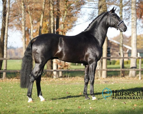 stallion Kingston Jz (Dutch Warmblood, 2015, from Glock's Toto Jr.)