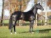 stallion Kingston Jz (KWPN (Royal Dutch Sporthorse), 2015, from Glock's Toto Jr.)