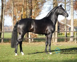 Deckhengst Kingston Jz (KWPN (Niederländisches Warmblut), 2015, von Glock's Toto Jr.)