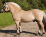 stallion Rånn N.2659 (Fjord Horse, 1996, from Enar N.2020)