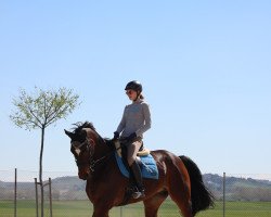 horse Novak (Spanish Sport Horse, 2004, from Mezcalero)