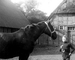 Zuchtstute Jurafeier (Hannoveraner, 1947, von Juragold)