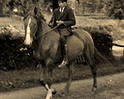 broodmare Stute von Meding (Hanoverian, 1941, from Meding)