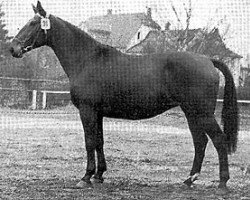 broodmare Schwabenpracht (Hanoverian, 1959, from Schwechten)