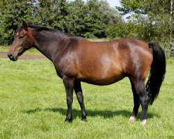 broodmare Swarovski St. Hubertushoeve (Belgian Warmblood, 1995, from Gotthardsen)