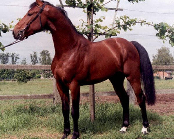 stallion Ramasotti St. Hubertushoeve (Belgian Warmblood, 1994, from Andretti)