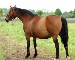 Zuchtstute Karoli St. Hubertushoeve (Belgisches Warmblut, 1987, von Hidalgo D)