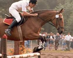 broodmare Elta Mira St. Hubertushoef (Belgian Warmblood, 1981, from Ramiro Z)