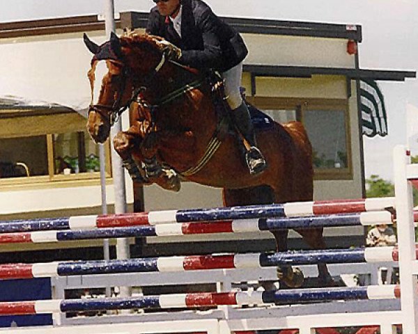 Pferd Hirano v.d.St. Hubertushoeve (Belgisches Warmblut, 1984, von Lugano van La Roche)