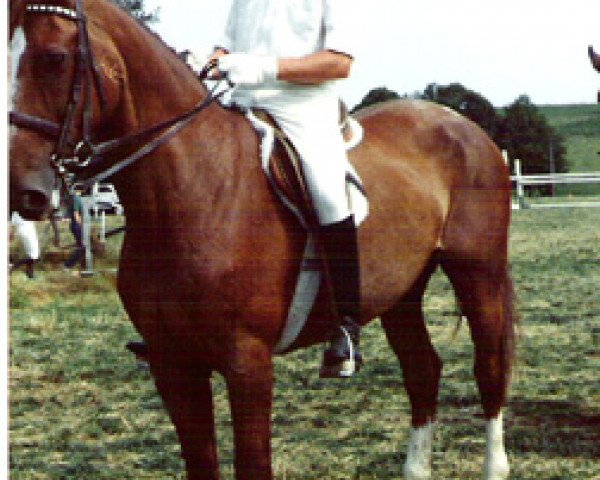 Pferd Ozefa (Belgisches Warmblut, 1968, von Landherr)