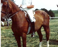 Pferd Ozefa (Belgisches Warmblut, 1968, von Landherr)