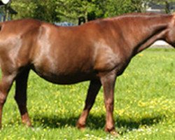 broodmare Calorie St. Hubertushoeve (Belgian Warmblood, 1979, from Flügel van la Roche)