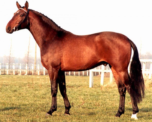 stallion Consul van St Hubertushoeve (Belgian Warmblood, 1979, from Wendekreis II)