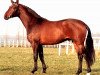 Deckhengst Consul van St Hubertushoeve (Belgisches Warmblut, 1979, von Wendekreis II)